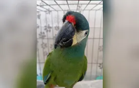 Área de Soltura (ASAS) de Maria Paula recebeu 271 animais silvestres em agosto