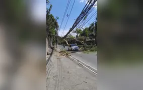 Árvore cai em pista no Badu, em Niterói