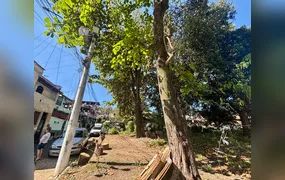 Árvores sobre fiação deixam moradores em alerta no Galo Branco