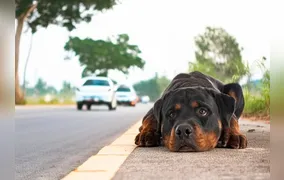 Câmara aprova suspensão da carteira de motorista de quem abandona animal na rua