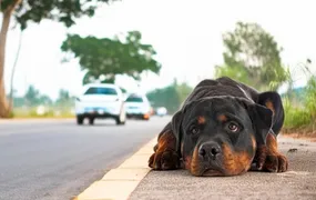 Câmara aprova suspensão da carteira de motorista de quem abandona animal na rua