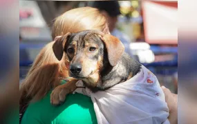 CastraPet realiza cerca de 400 castrações gratuitas de cães e gatos em Itaboraí