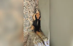 Guarda Ambiental de Niterói resgata tamanduá em Itacoatiara