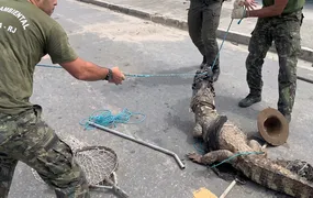 Guarda Ambiental de Saquarema resgata jacaré-de-papo-amarelo em Jaconé
