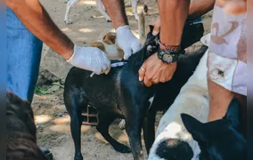 Itaboraí inicia vacinação antirrábica de cães e gatos em setembro