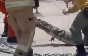 Jacaré de mais de 2 metros é resgatado de bueiro em condomínio de Niterói; vídeo