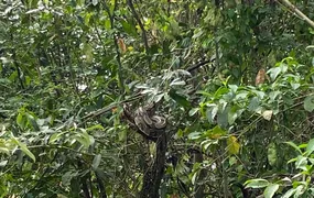 Jiboia é devolvida ao seu habitat natural em São Gonçalo
