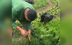 Maricá colhe 275 quilos de alimentos sem agrotóxicos em uma semana