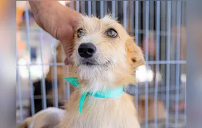 Maricá promove campanha de adoção de animais neste fim de semana