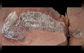 Pesquisadores da Uerj ajudam a revelar peixe de 254 milhões de anos encontrado no Brasil
