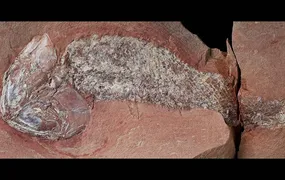 Pesquisadores da Uerj ajudam a revelar peixe de 254 milhões de anos encontrado no Brasil