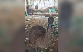 Polícia Civil resgata dois emus australianos em Campo Grande