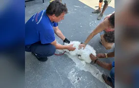 São Gonçalo vacina cães e gatos contra raiva neste sábado