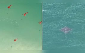 Tartarugas e arraia são registradas por drone na Praia de Piratininga