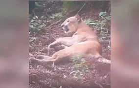 Vídeo: Onça-parda é flagrada tomando sol e marcando território em parque de Nova Friburgo