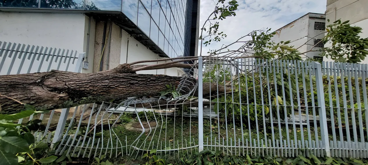 O dia seguinte ao caos: Niterói amanhece revirada após tempestade