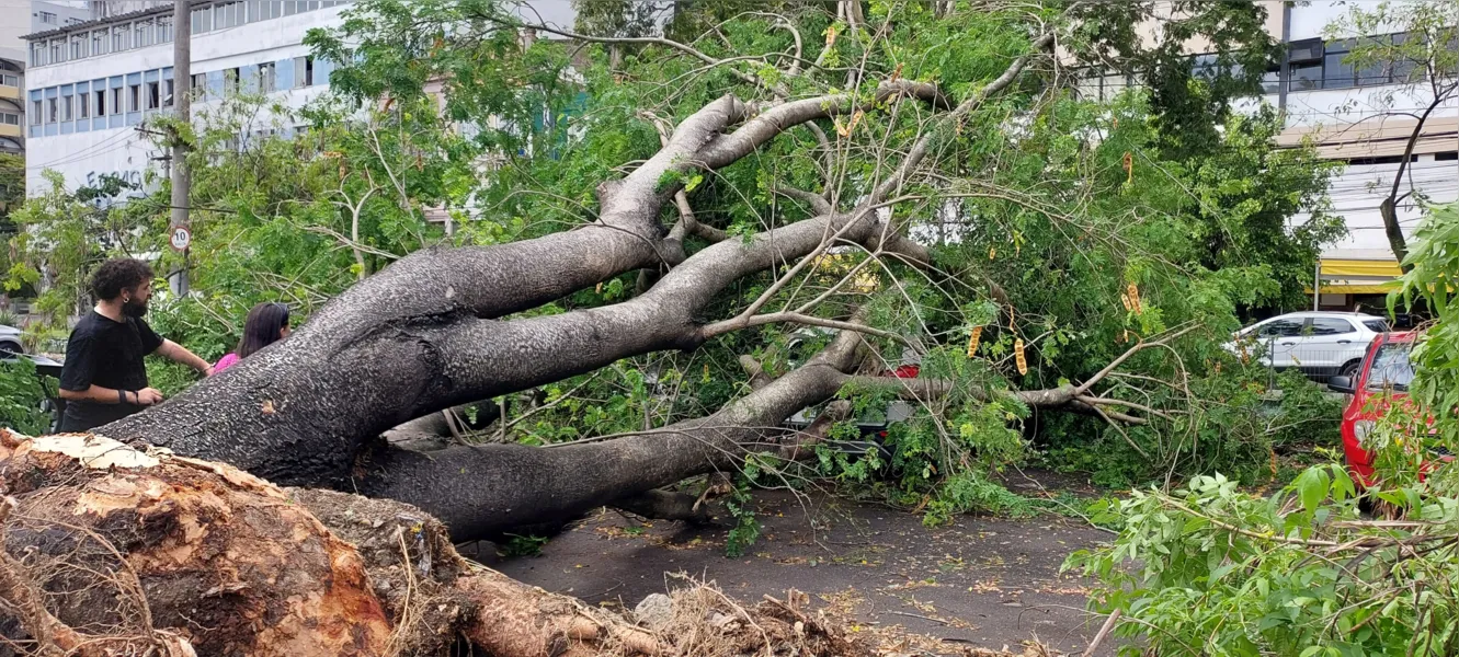 O dia seguinte ao caos: Niterói amanhece revirada após tempestade