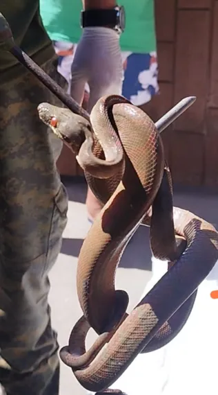 Cobra é encontrada em agência dos Correios em Saquarema