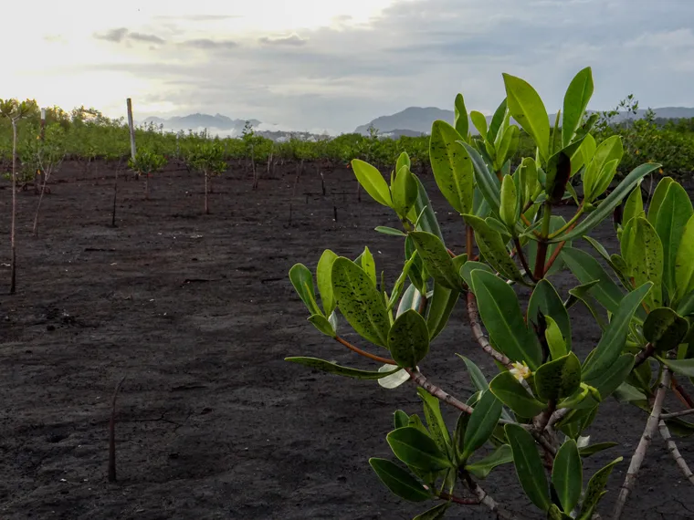 Dia do Meio Ambiente: projeto voluntário em Niterói recupera a vida no manguezal em Itaipu