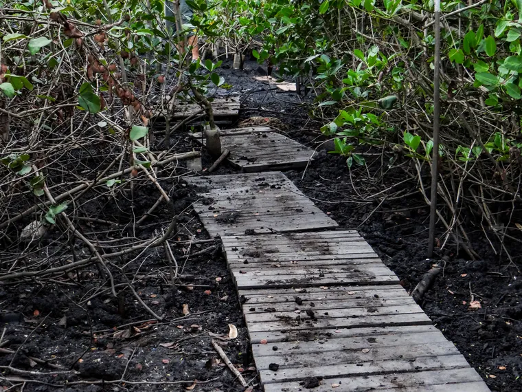 Dia do Meio Ambiente: projeto voluntário em Niterói recupera a vida no manguezal em Itaipu