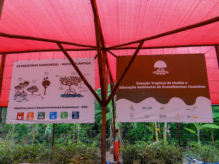 Dia do Meio Ambiente: projeto voluntário em Niterói recupera a vida no manguezal em Itaipu