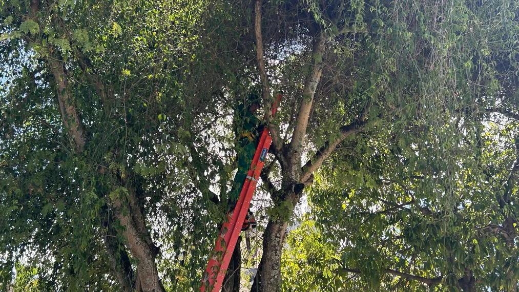 OSG faz por você: após reportagem, prefeitura inicia limpeza da Praça do Barreto