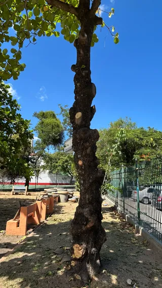 OSG faz por você: após reportagem, prefeitura inicia limpeza da Praça do Barreto