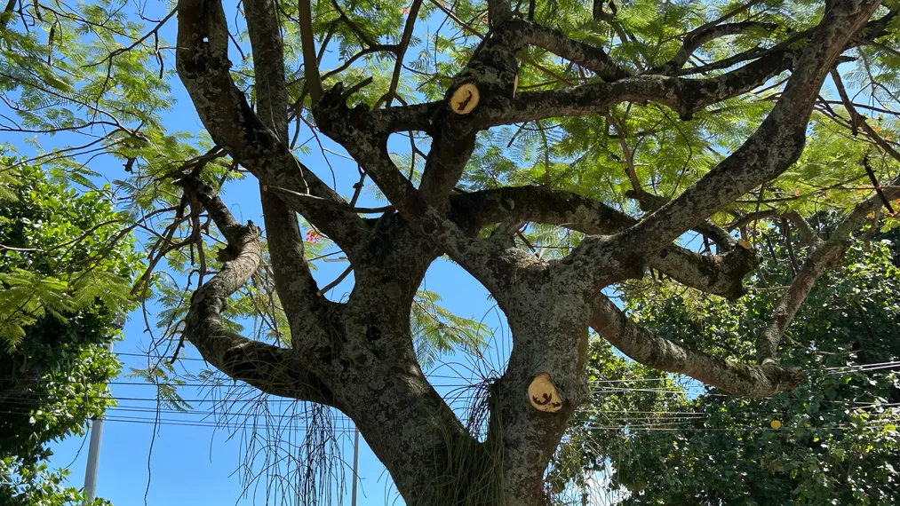 OSG faz por você: após reportagem, prefeitura inicia limpeza da Praça do Barreto