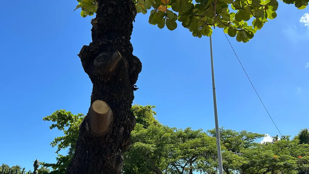 OSG faz por você: após reportagem, prefeitura inicia limpeza da Praça do Barreto