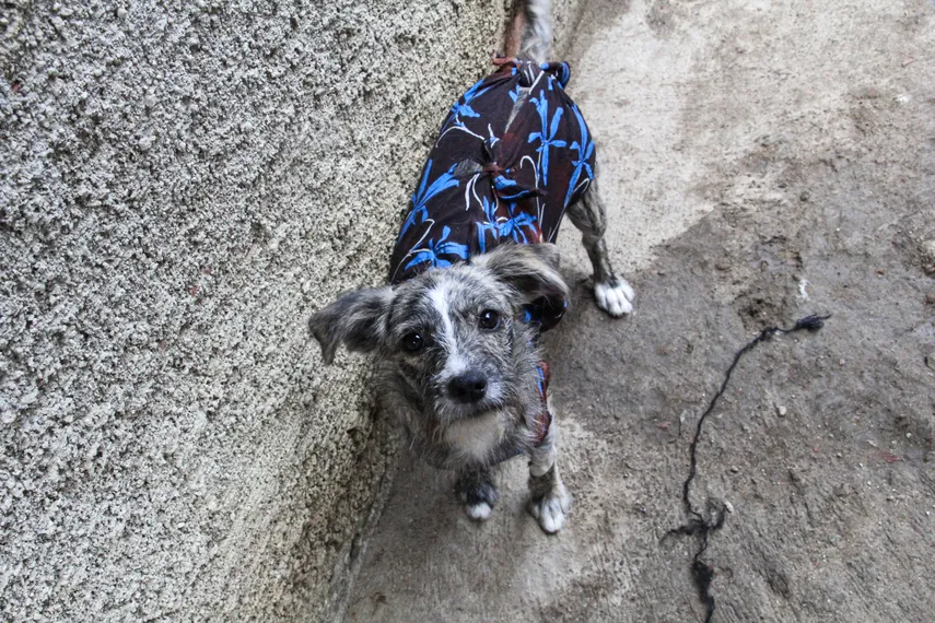 Protetora de animais resgata pets abandonados em São Gonçalo