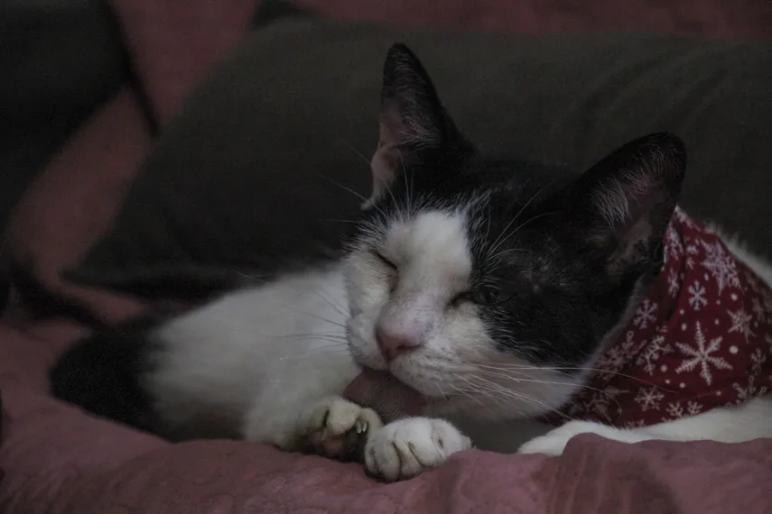 Protetora de animais resgata pets abandonados em São Gonçalo