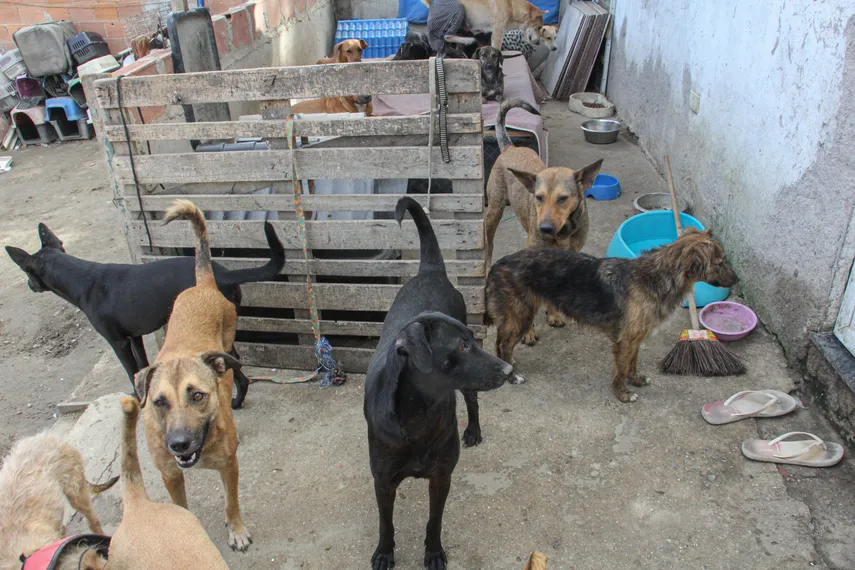 Protetora de animais resgata pets abandonados em São Gonçalo
