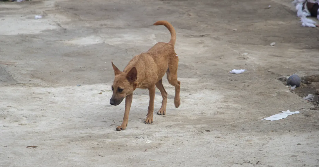 Protetora de animais resgata pets abandonados em São Gonçalo