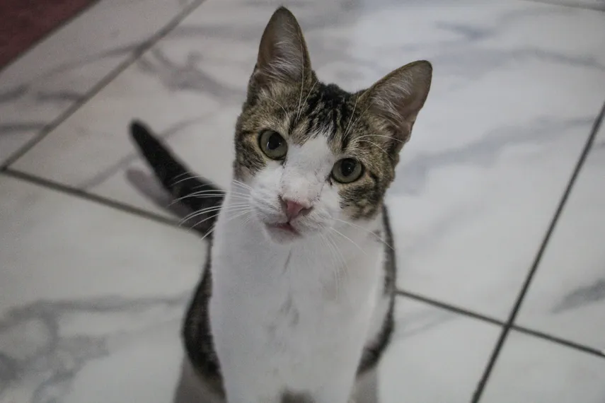 Protetora de animais resgata pets abandonados em São Gonçalo