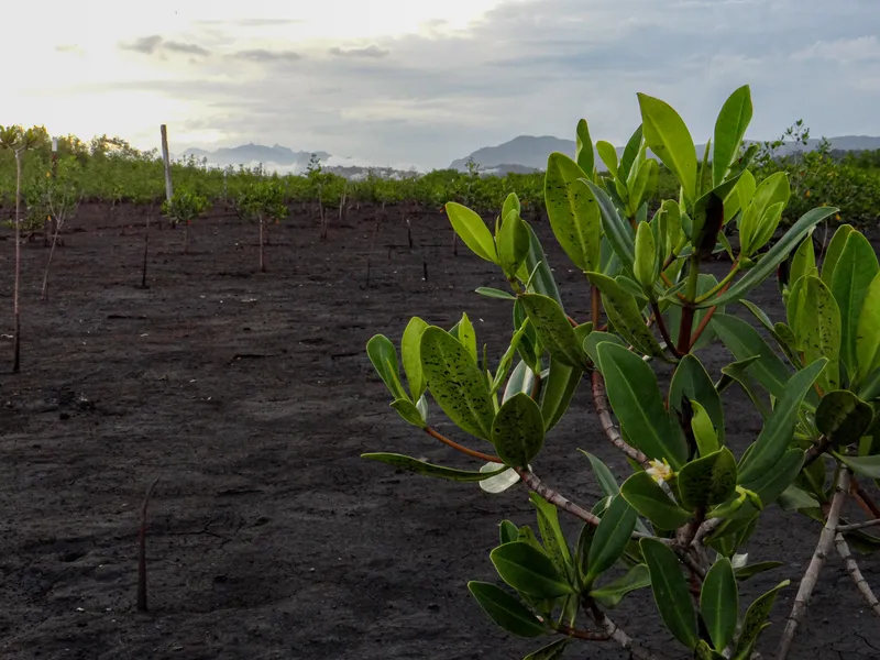 Dia do Meio Ambiente: projeto voluntário em Niterói recupera a vida no manguezal em Itaipu
