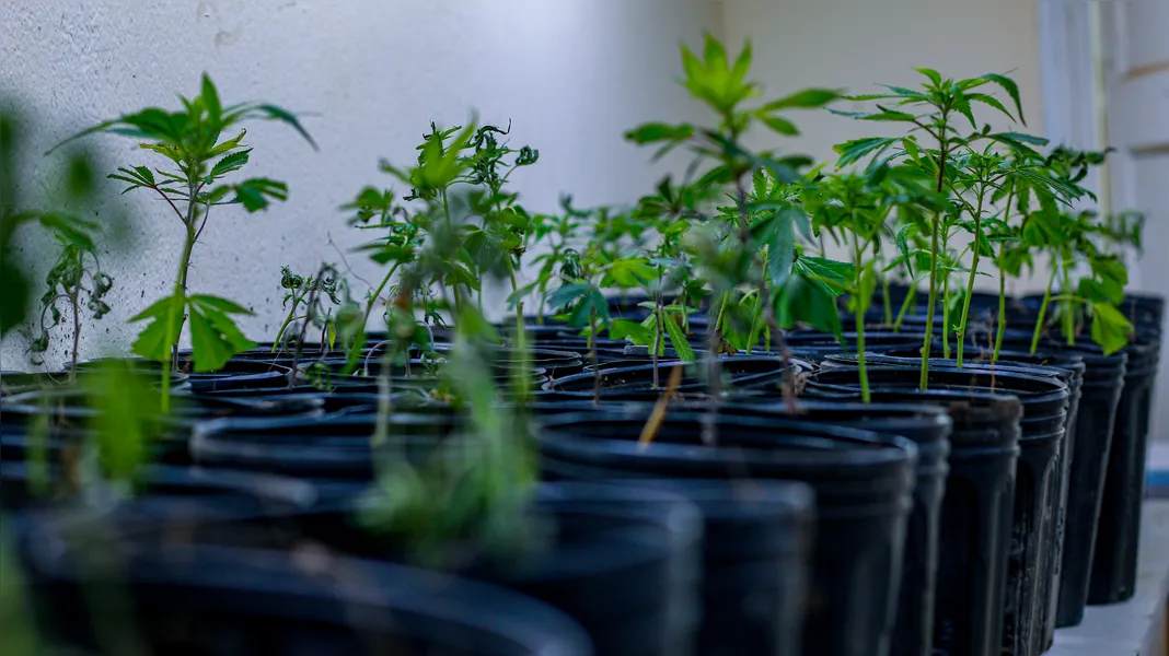 Fundadora da AbraRio celebra decisão histórica que autoriza cultivo de cannabis para uso medicinal: 'Dor que se transformou em amor'