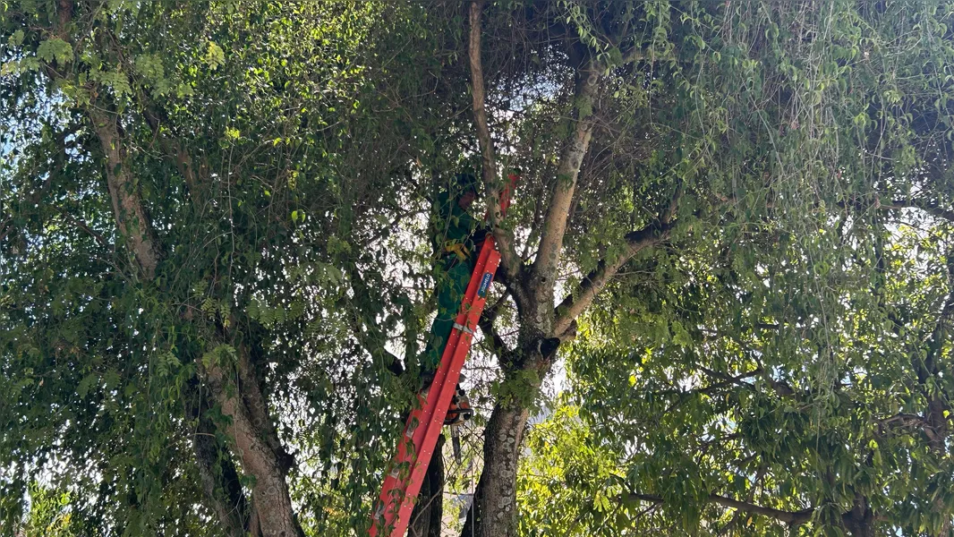 OSG faz por você: após reportagem, prefeitura inicia limpeza da Praça do Barreto