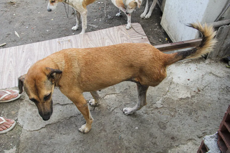 Protetora de animais resgata pets abandonados em São Gonçalo