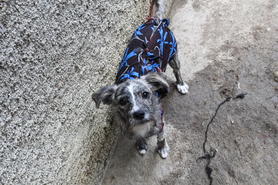 Protetora de animais resgata pets abandonados em São Gonçalo