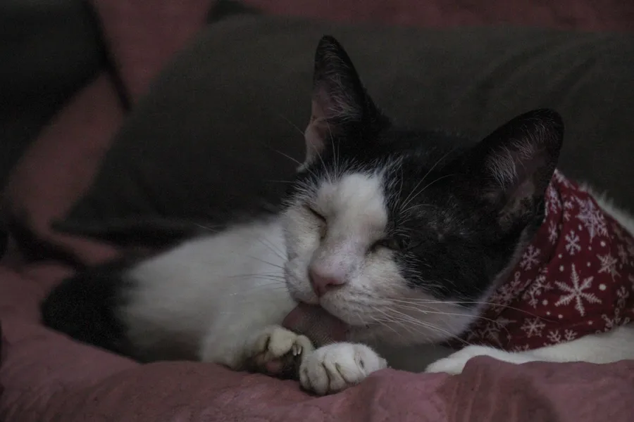 Protetora de animais resgata pets abandonados em São Gonçalo