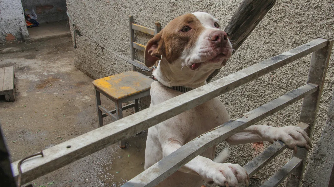 Protetora de animais resgata pets abandonados em São Gonçalo