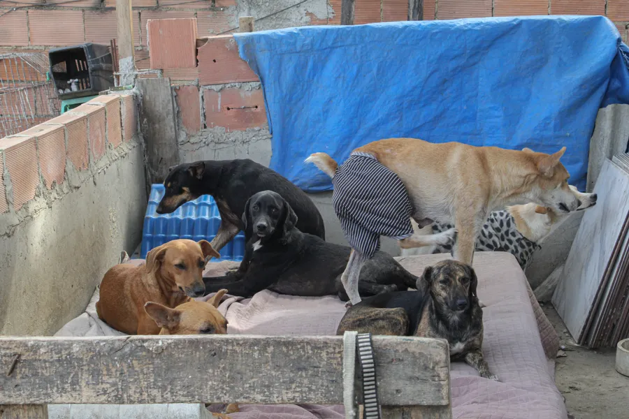 Protetora de animais resgata pets abandonados em São Gonçalo