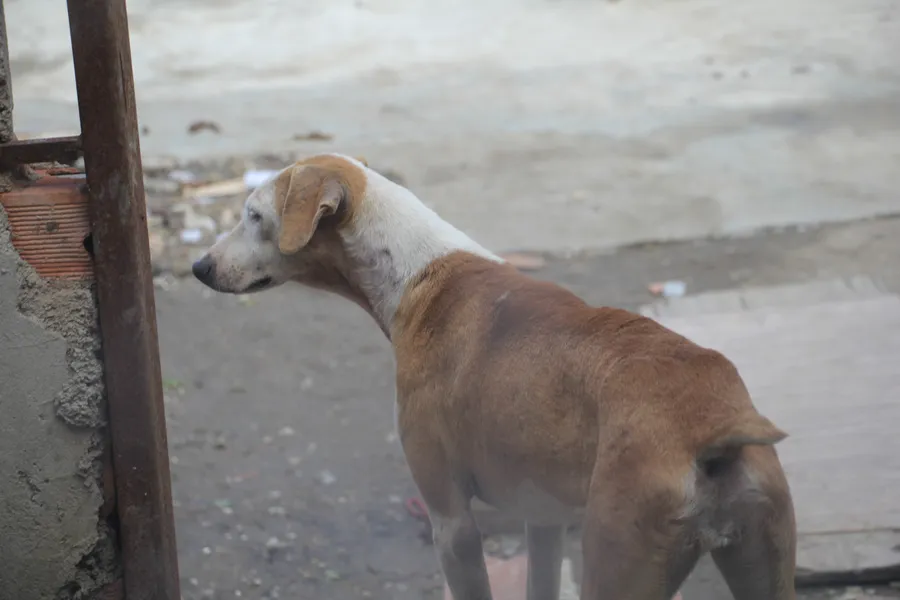Protetora de animais resgata pets abandonados em São Gonçalo