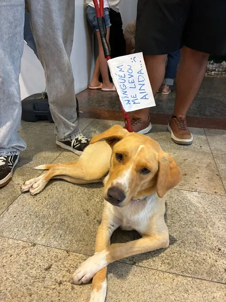 2ª Edição do Desfile Adota Pet terá 20 animais jovens e idosos em busca de um lar