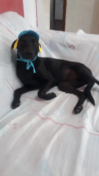 2ª Edição do Desfile Adota Pet terá 20 animais jovens e idosos em busca de um lar