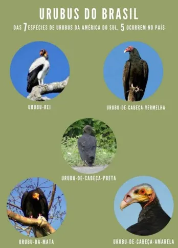 A sua ausência, por algum desiquilíbrio ecológico, acarreta efeitos até na própria economia de uma região