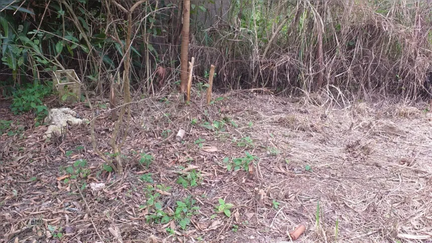 O Linha Verde reforça a solicitação para que a população continue denunciando crimes ambientais