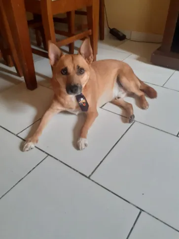 O cachorro é o xodó de sua família 
