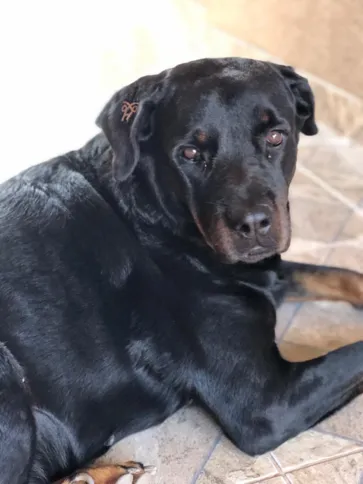 Laica é uma das cachorras de Livia 