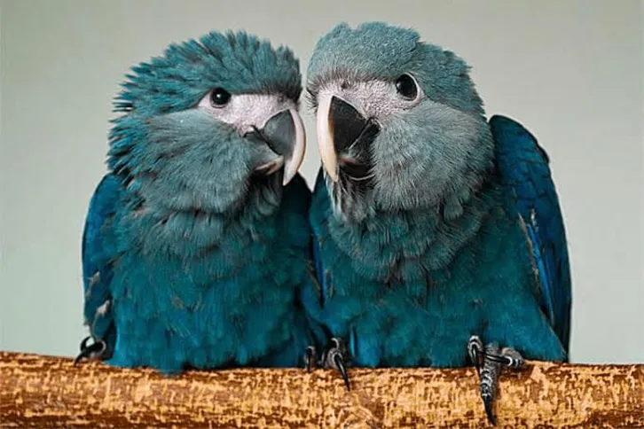 Imagem ilustrativa da imagem Animais em extinção